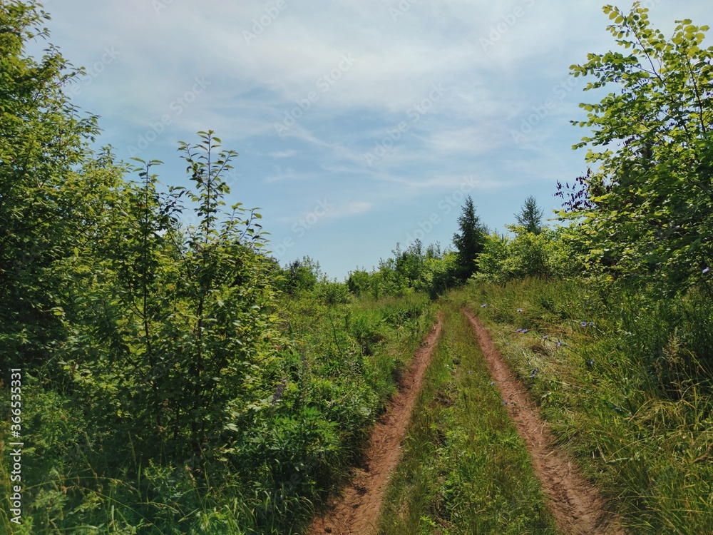 Obraz premium road among green grass and trees on a sunny day against the blue sky