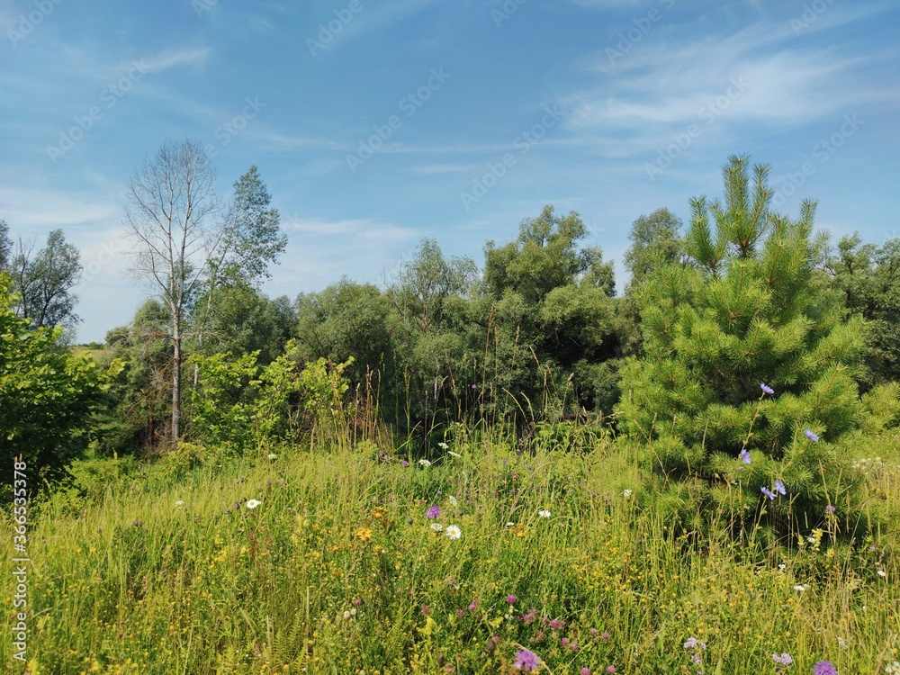 Obraz premium sunny landscape with wildflowers and trees against the blue sky