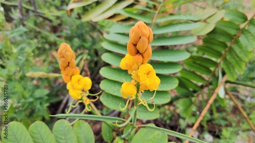 Photo of Senna alata flowers  is an important medicinal tree  as well as an ornamental flowering plant in the subfamily Caesalpinioideae. It also known as emperor s candlesticks