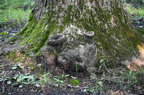 old tree stump with animal figure