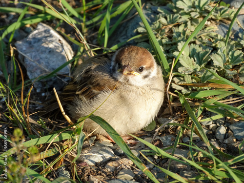 funny sparrow chick in the grass © Alexander