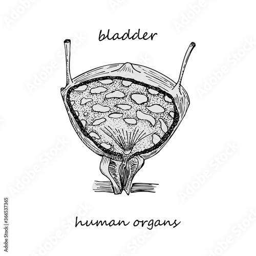Bladder. Hand-drawn icon isolated on white background Human internal organs. Engraving sketch style. Design concept for medical project, poster. Diseases of genitourinary system. Vector illustration