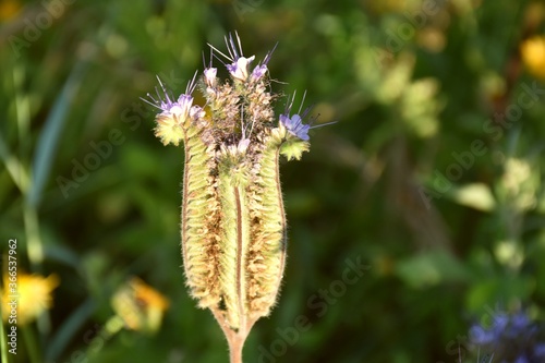 Canvas Print Facelia plant (Phacelia tanacetifolia), inflorescence of violet color in sunny day
