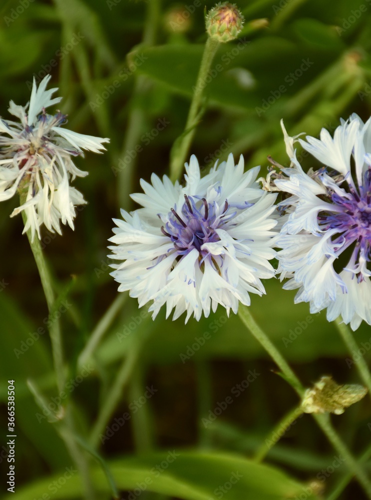 Cornflower white and purple flower (Centaurea cyanus) in cultivation terrace. Cornflower white and purple flower (Centaurea cyanus) in cultivation terrace.