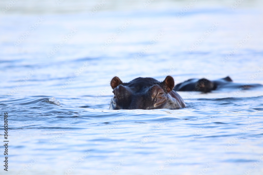 Fototapeta premium African Hippos playing and swimming by the Chobe River in Botswana