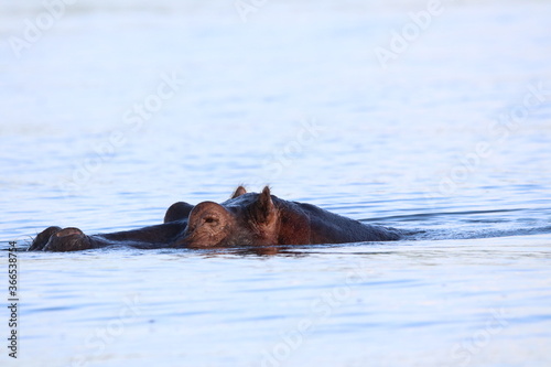African Hippos playing and swimming by the Chobe River in Botswana