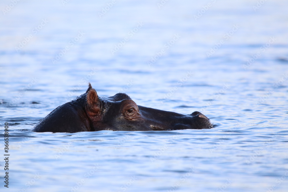Fototapeta premium African Hippos playing and swimming by the Chobe River in Botswana
