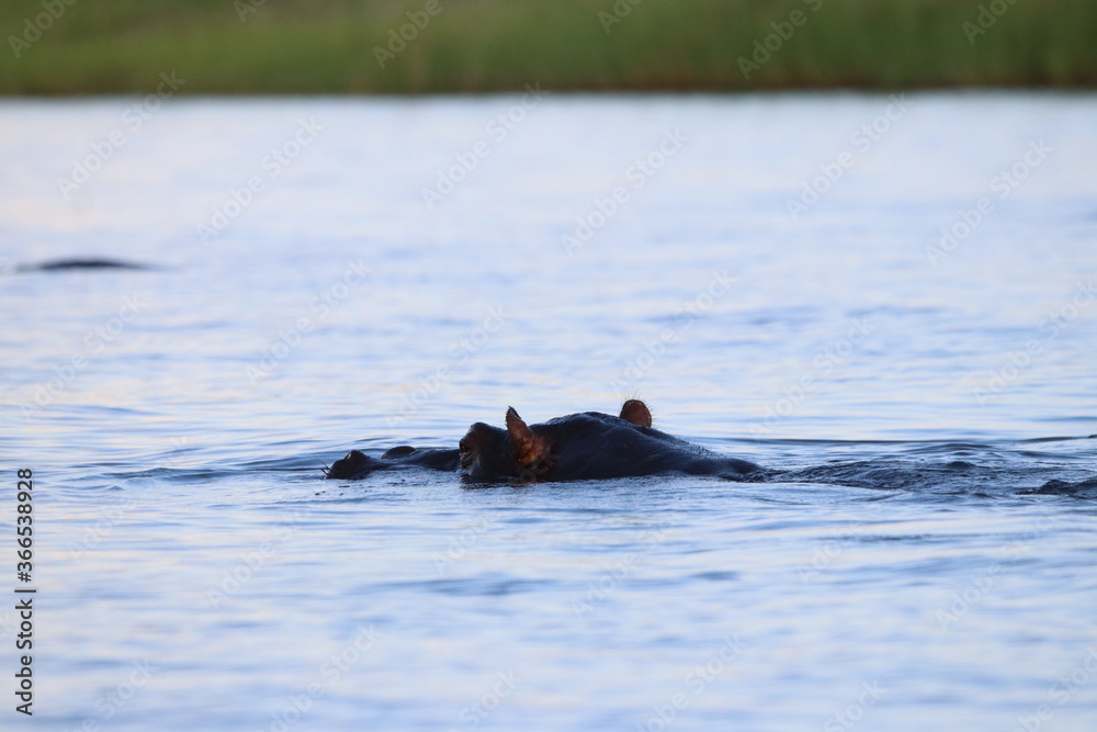 Fototapeta premium African Hippos playing and swimming by the Chobe River in Botswana