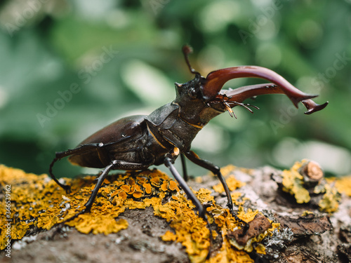 Stag beetle bug at natural habitat © Laszlo