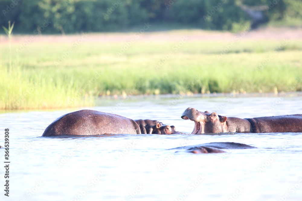 Fototapeta premium Hippos swimming and playing by the Chobe River in Botswana