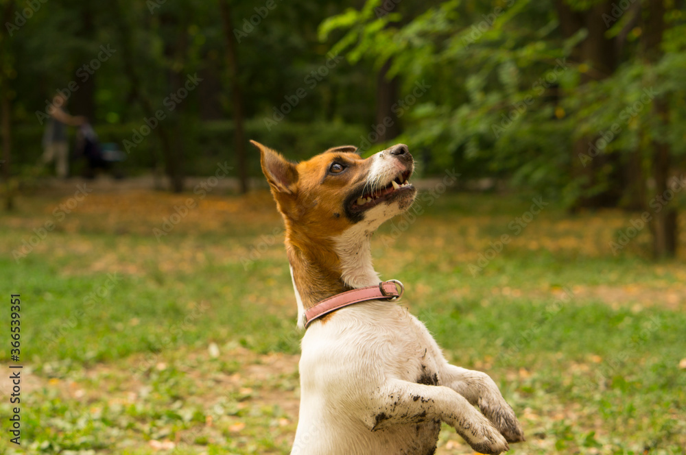Jack russell terrier dog sits outdoors with dirty coat after playing.