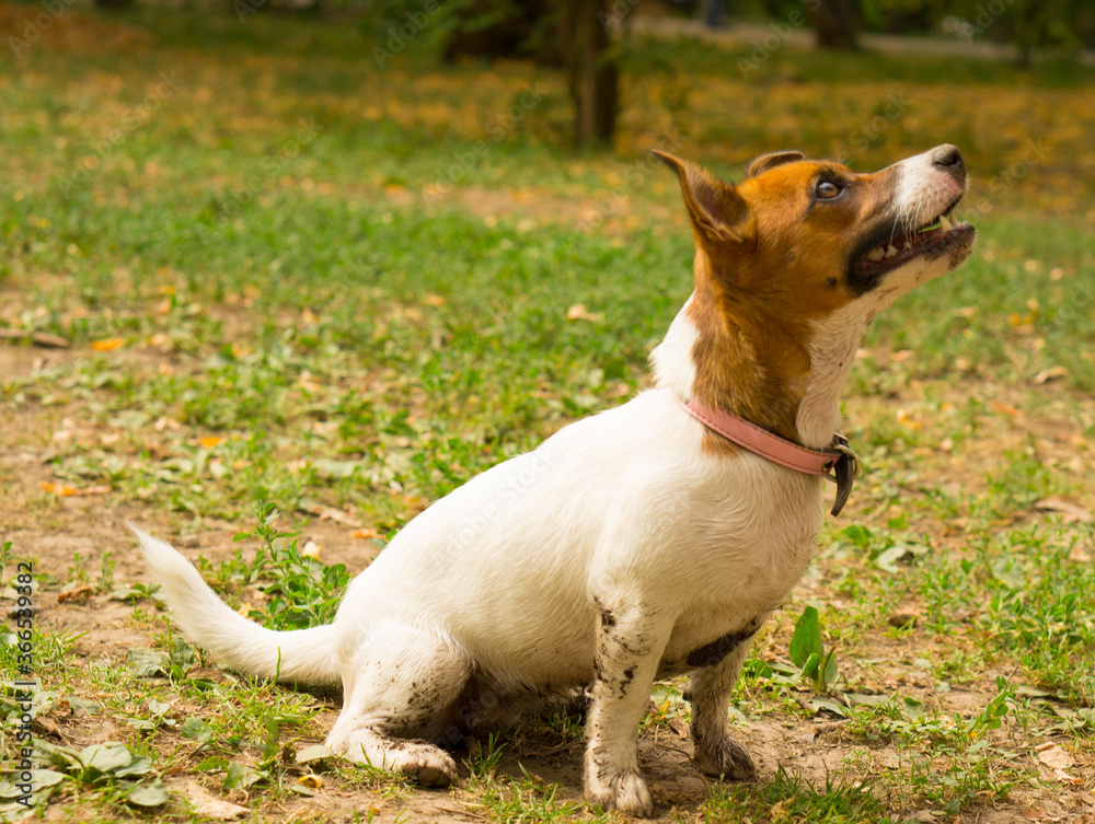 Jack russell terrier dog sits outdoors with dirty coat after playing.