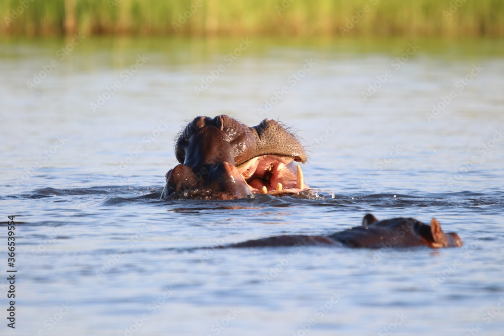 Fototapeta premium Hippos swimming and playing by the Chobe River in Botswana