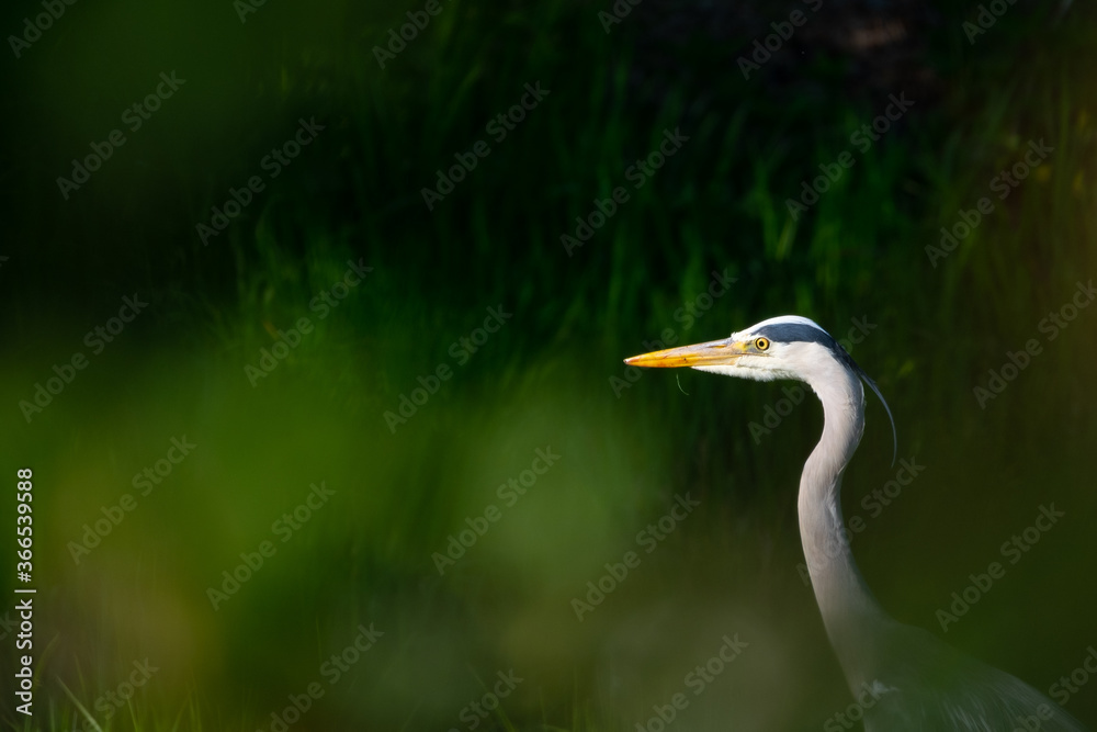 Ein Graureiher in der Abensonne auf Pirsch