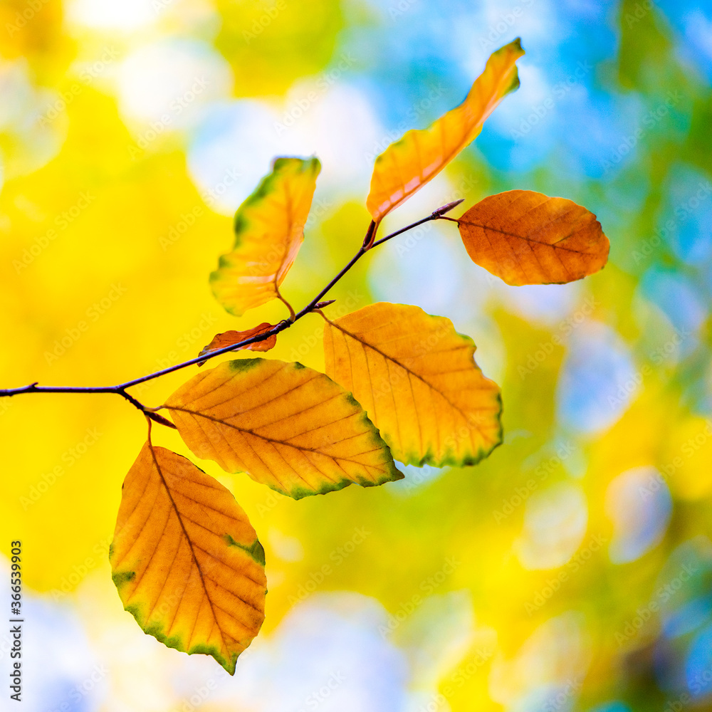 Beech leaves in autumn Beech leaves in autumn