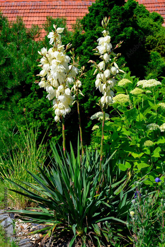 Yucca glauca (syn. Yucca angustifolia) Stock Photo | Adobe Stock