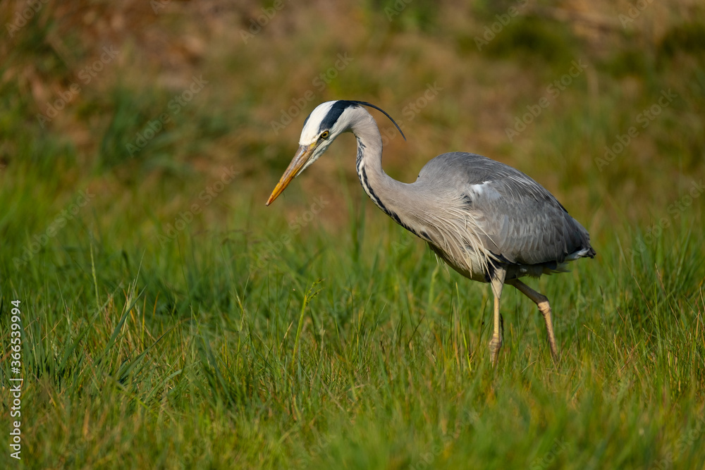 Ein Graureiher steht auf einer Wiese bei der Jagdt Ein Graureiher steht auf einer Wiese bei der Jagdt