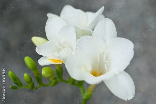 Close up blossom of beautiful white  freesia (Iridaceae, Ixioideae) flower with buds on grey textured background. Pastel creamy and yellow colors. Shallow depth of focus. Spring, love and beauty.