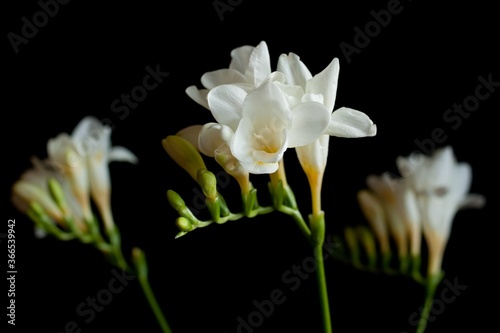 Fototapeta Naklejka Na Ścianę i Meble -  Close up blossom of beautiful white  freesia (Iridaceae, Ixioideae) flower with buds on high contrast black background. Pastel creamy and yellow colors. Shallow depth of focus. Spring, love and beauty