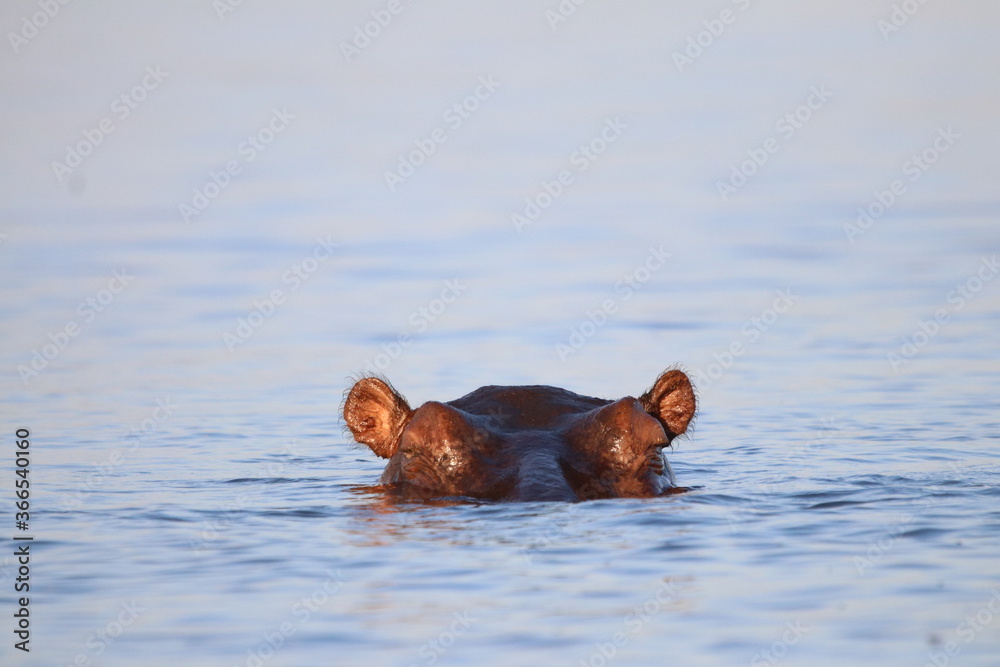 Fototapeta premium Hippos swimming and playing by the Chobe River in Botswana