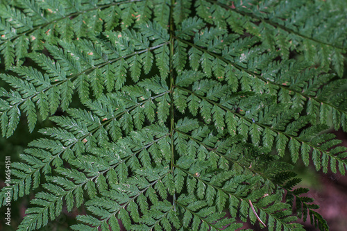 Symmetrical green fern leaf. Floral ornament, pattern