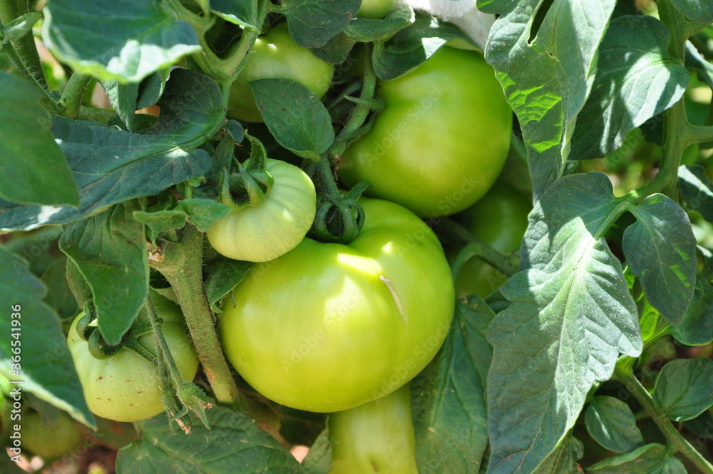 green inmature tomatoes on a plant grow in the garden green inmature tomatoes on a plant grow in the garden