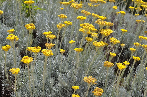 Flowers of helichrysum arenarium.Immortelle herbal medicinal plant.yellow flowers in the meadow
