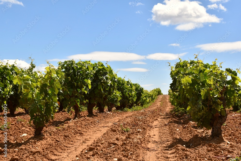 Photo of vineyard row with tractor wheels marking on the ground. Sunny day and cloudy blue sky contrast. Photo of vineyard row with tractor wheels marking on the ground. Sunny day and cloudy blue sky contrast.