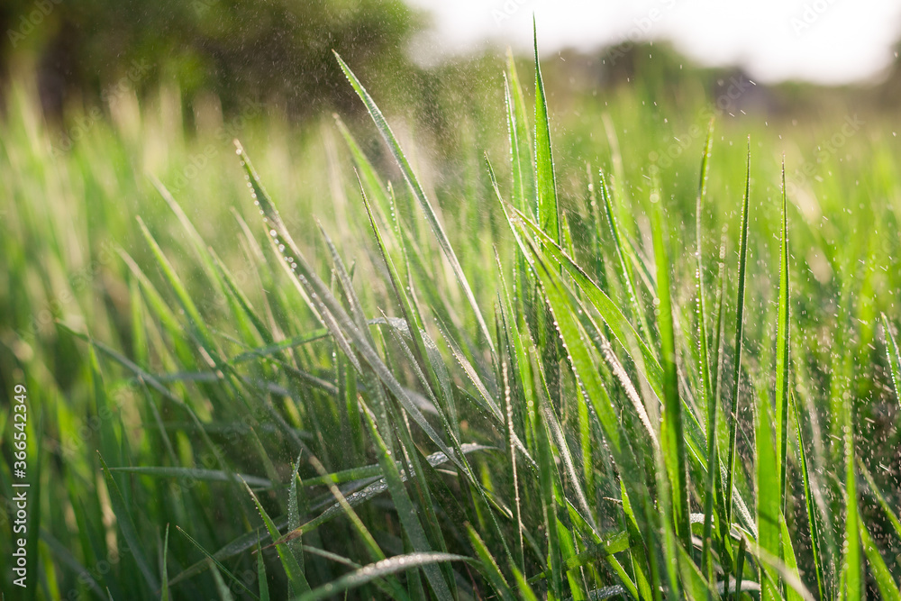 grass grass
