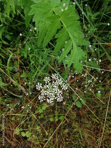 field flowers