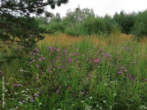 meadow with flowers