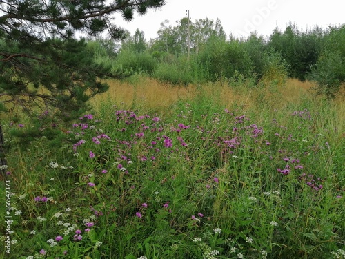 field of flowers