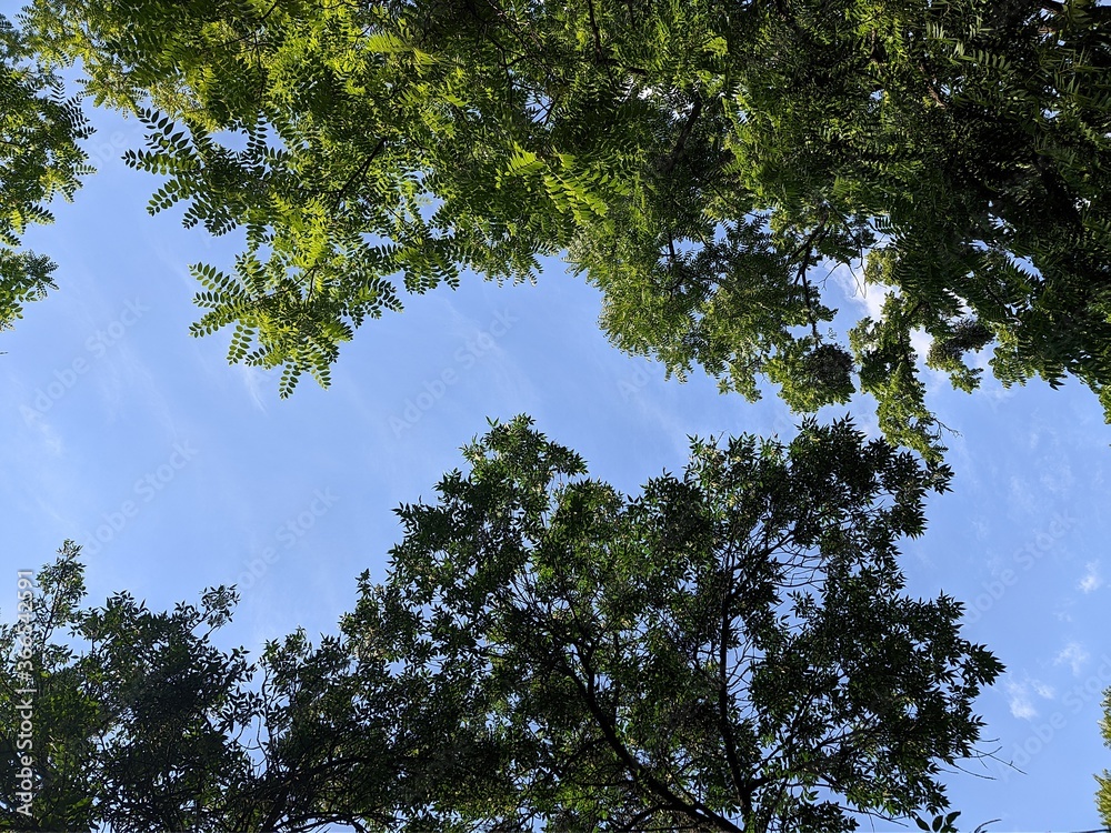 Fototapeta premium sky and trees