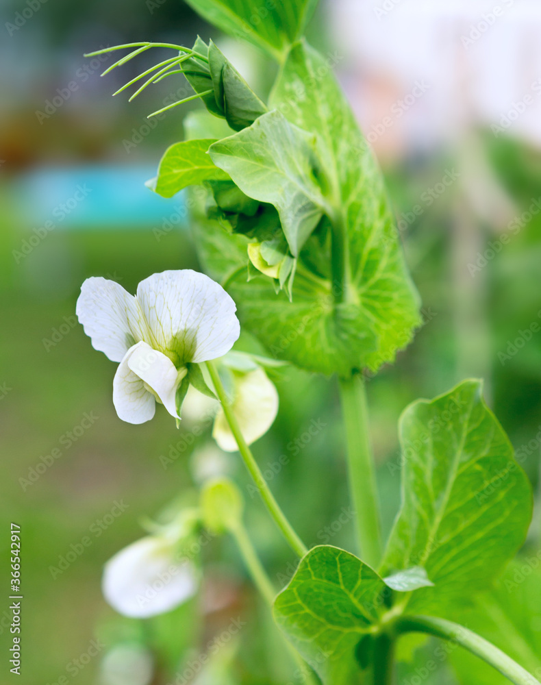 Obraz premium Pea plant flower.