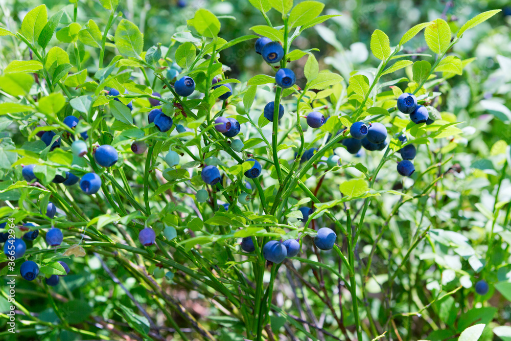 Wild fresh organic blueberry bush in forest. Wild fresh organic blueberry bush in forest.