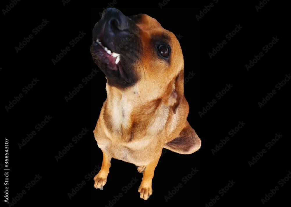 Obraz premium The dogs are angry and are not friendly