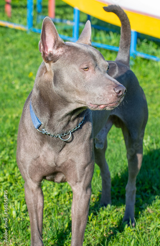 Thai ridgeback, also vidoma yak TRD, Mah Thai, or Mah Thai Lang Ahn - old-breed native dog breed, recklessly of course, the breed is standardized. photo