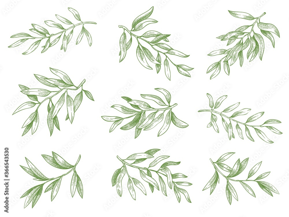 Olive branches. Green greek olives tree branch with leaves decorative hand drawn vector sketch illustration set. Engraved ripe green natural and organic plant twigs isolated on white