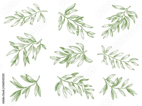 Canvas Print Olive branches