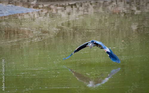 Fotografija Great Blue Heron flying over Carter Lake in Georgia.