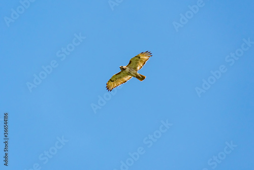 Slika na platnu Osprey Fishing Eagle soaring over Carter Lake in Georgia.