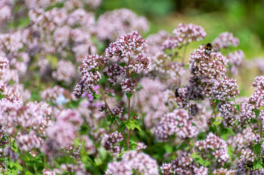 Botanical collection of medicinal and edible plants, blossom of oregano or origanum vulgare kitchen herb
