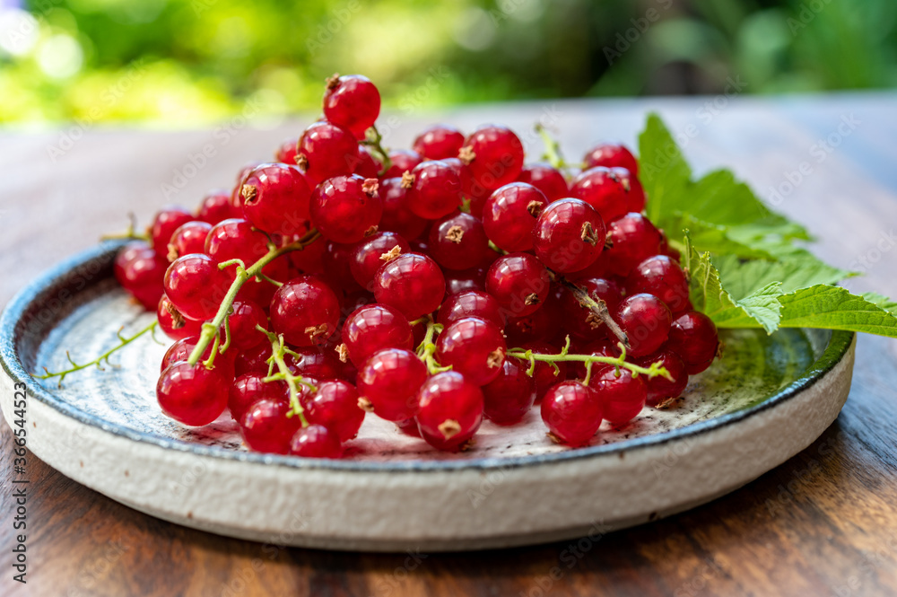 Ripe healthy antioxidant red currant berries Ripe healthy antioxidant red currant berries