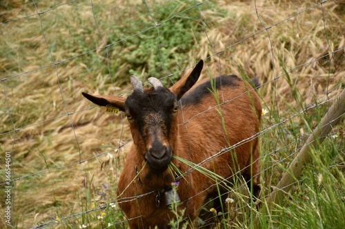 Enclosed goat poking its head out of the fence while eating grass.