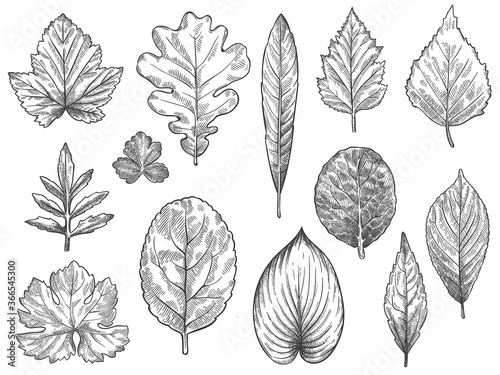 Sketch autumn leaves. Hand drawn fall foliage, forest leaf botanical elements for seasonal advertisement, invitation or textile vector set. Engraved natural tree leaves isolated illustration