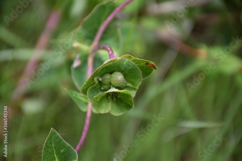Lonicera implexa plant in flower, also called Mediterranean honeysuckle or slippers.