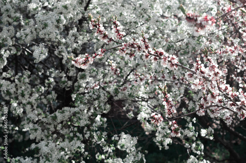apricot tree with flowers