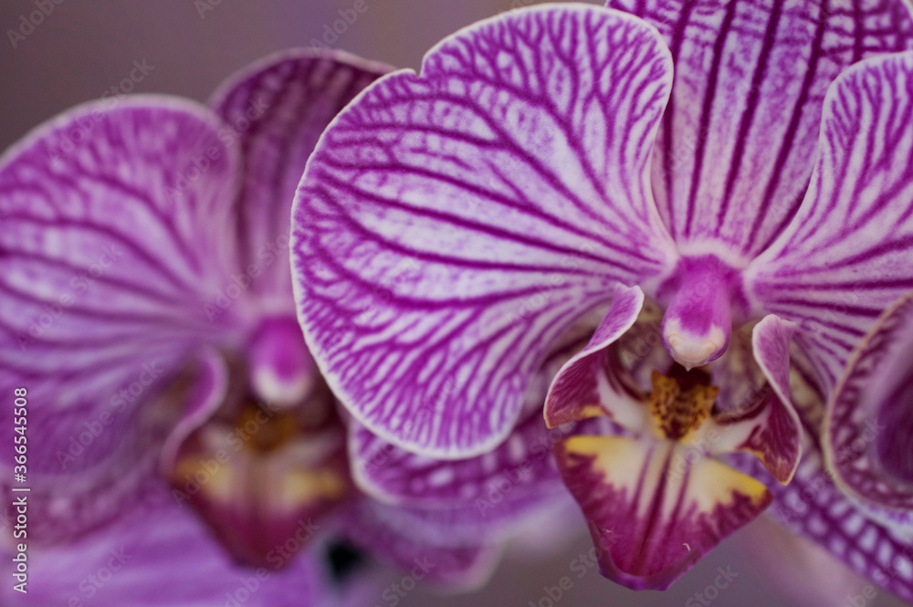 purple orchid in the garden