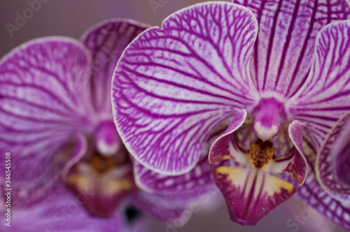 Fototapeta Naklejka Na Ścianę i Meble -  purple orchid in the garden