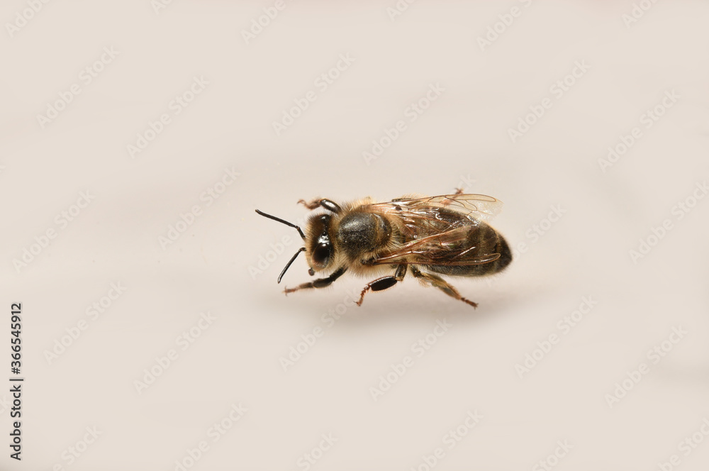 bee close up on neutral background
